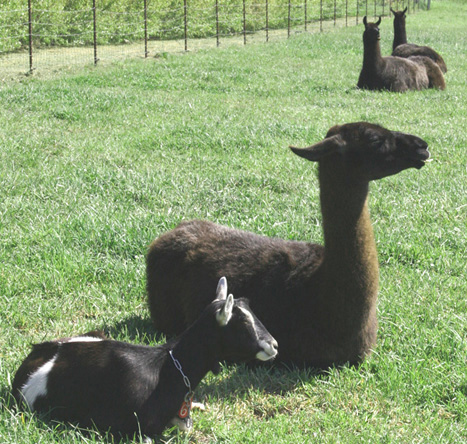 3 llamas and a
            goat_7423.jpg