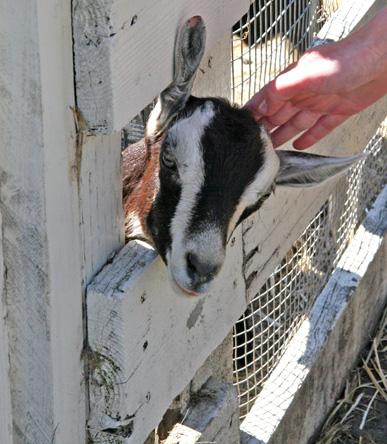 goat in fence