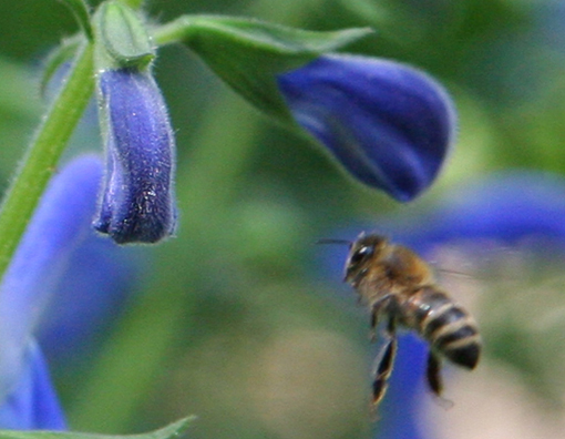 Salvia