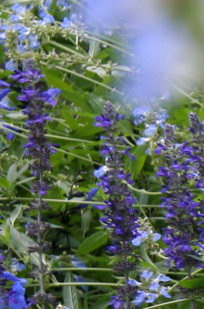 Salvia